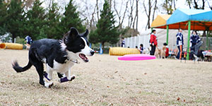 皆のパートナーもフリスビー犬に!!