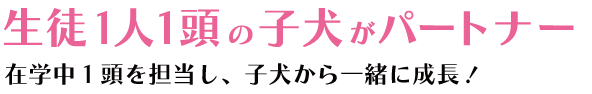 生徒１人１頭の子犬がパートナー 在学中１頭を担当し、子犬から一緒に成長！