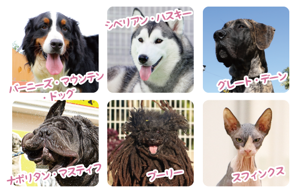 豊富な実習犬